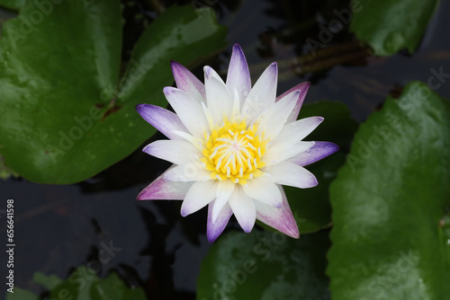 Fotografie Nymphea Purple joy waterlily flowering in water pond