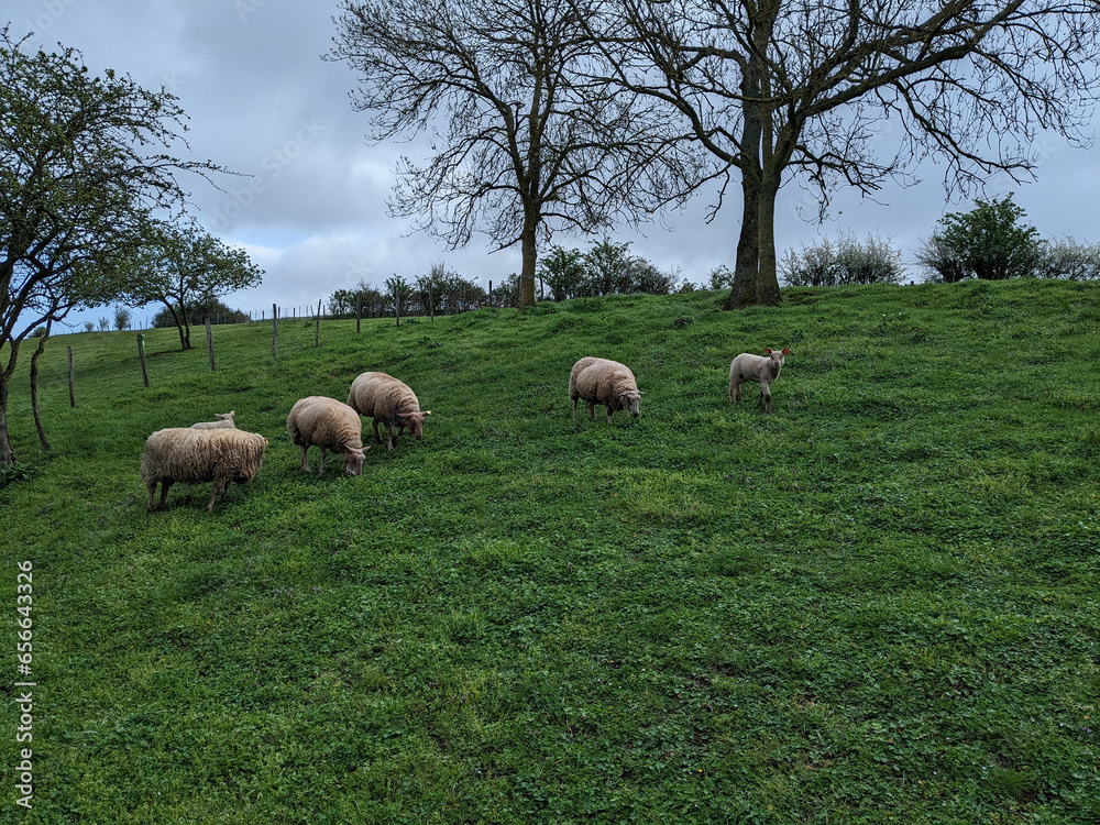 Obraz premium A herd of sheep grazing on a lush green hillside