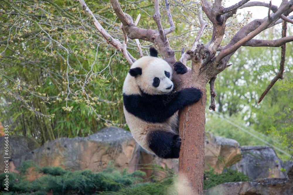 Obraz premium Zoo de Beauval (Pandas)