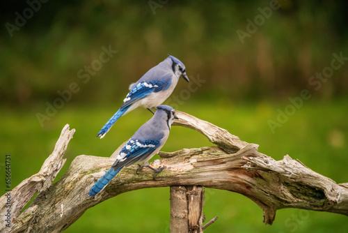 Blue Jays perched on a branch