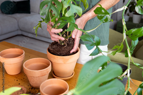 A young man holding mini monstera Rhaphidophora tetrasperma sprouts to sort preparing to put in a clay flowerpot. Cultivation and caring for indoor potted plants