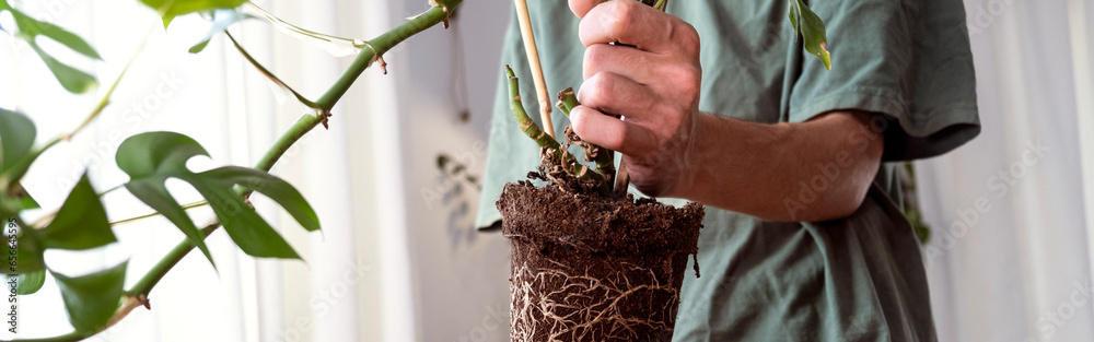 Banner  hands holding mini monstera Rhaphidophora tetrasperma sprouts to sort preparing to put in a clay flowerpot. - obrazy, fototapety, plakaty 