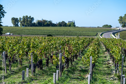 View on rows of red Cabernet Sauvignon grape variety of Haut-Medoc vineyards in Bordeaux  St-Estephe village on left bank of Gironde Estuary  France  ready to harvest