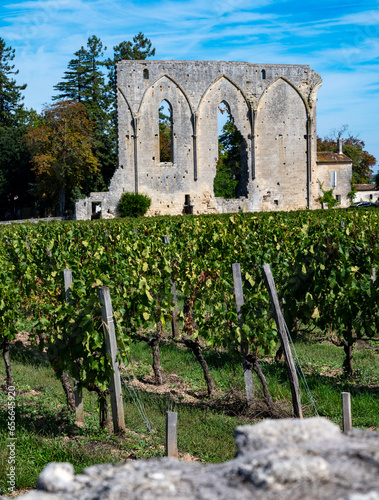 Harvest time in Saint-Emilion medieval village, wine making region on right bank of Bordeaux, ready to harvest Merlot or Cabernet Sauvignon red wine grapes, France in september