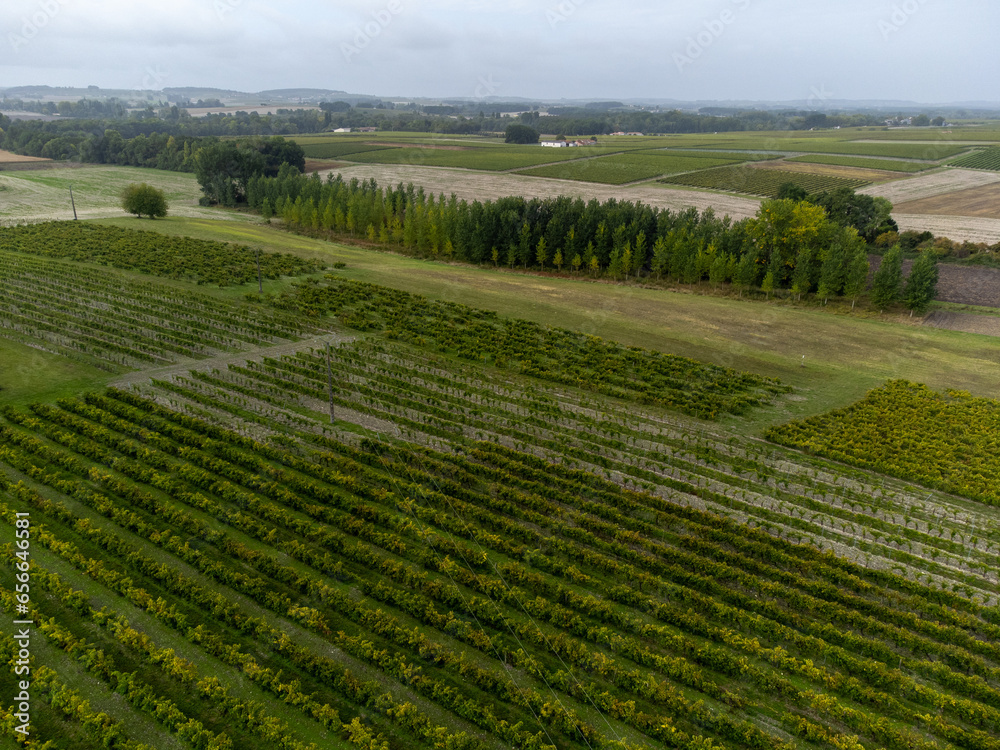 Aerial view. Harvest time in Cognac white wine region, Charente, ripe ready to harvest ugni blanc grape uses for Cognac strong spirits distillation, France