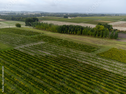 Aerial view. Harvest time in Cognac white wine region  Charente  ripe ready to harvest ugni blanc grape uses for Cognac strong spirits distillation  France
