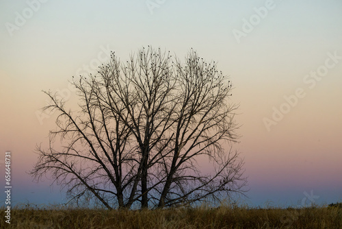 Bare tree and black birds on sunset at the Rocky Mountain Arsenal in Colorado
