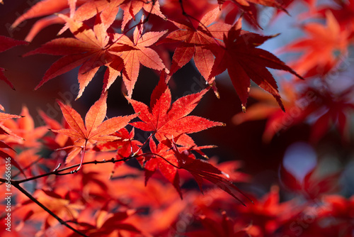 Beautiful red maple leaf autumn season travel landmark destination in Kyoto Japan november.
