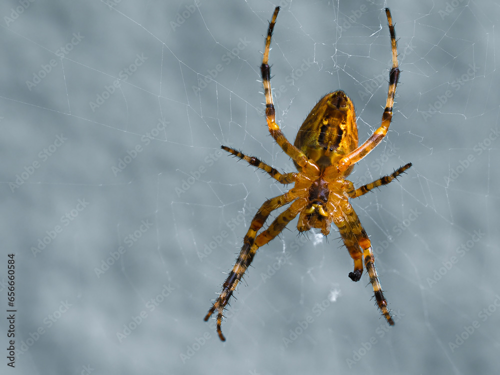 Photo Upside-down (ventral) view of a Cross Orb Weaver spider (also ...