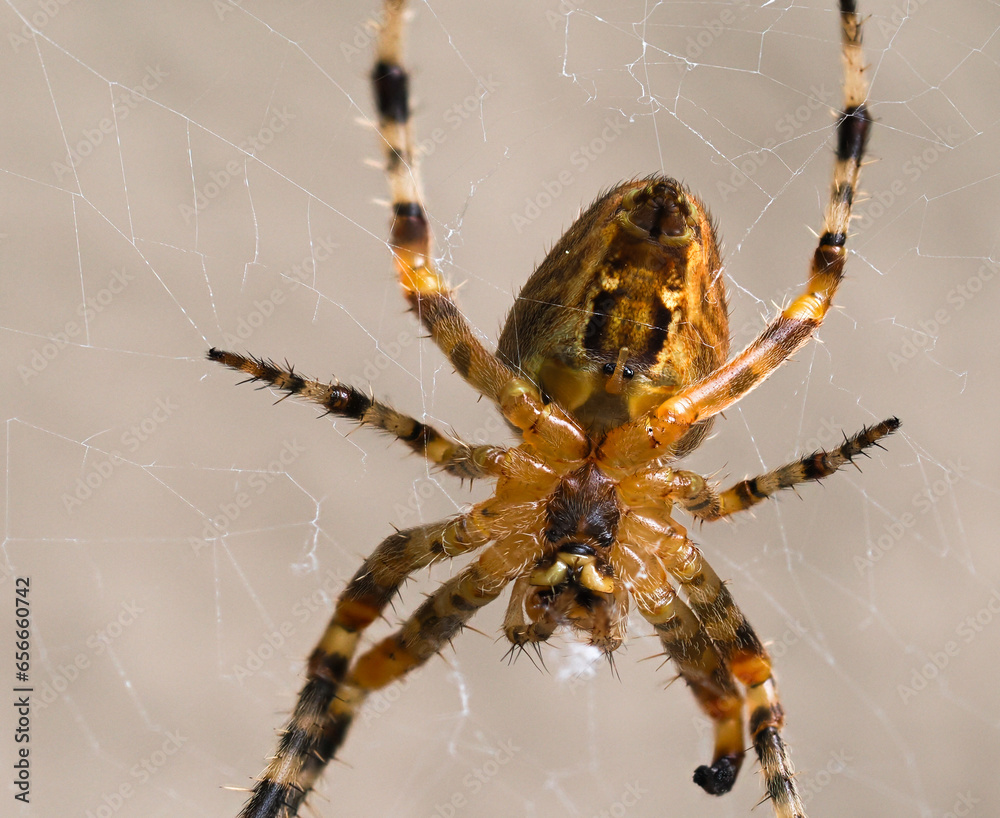 Upside-down (ventral) view of a Cross Orb Weaver spider (also known as ...