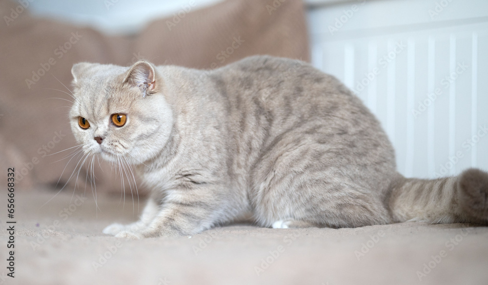 Britisch Kurzhaar Kitten rarität Luxus Katze imposant und edel Britisch Kurzhaar Kitten rarität Luxus Katze imposant und edel