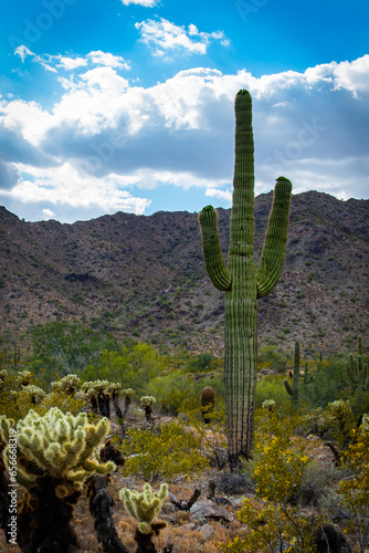 Desert Saguaro