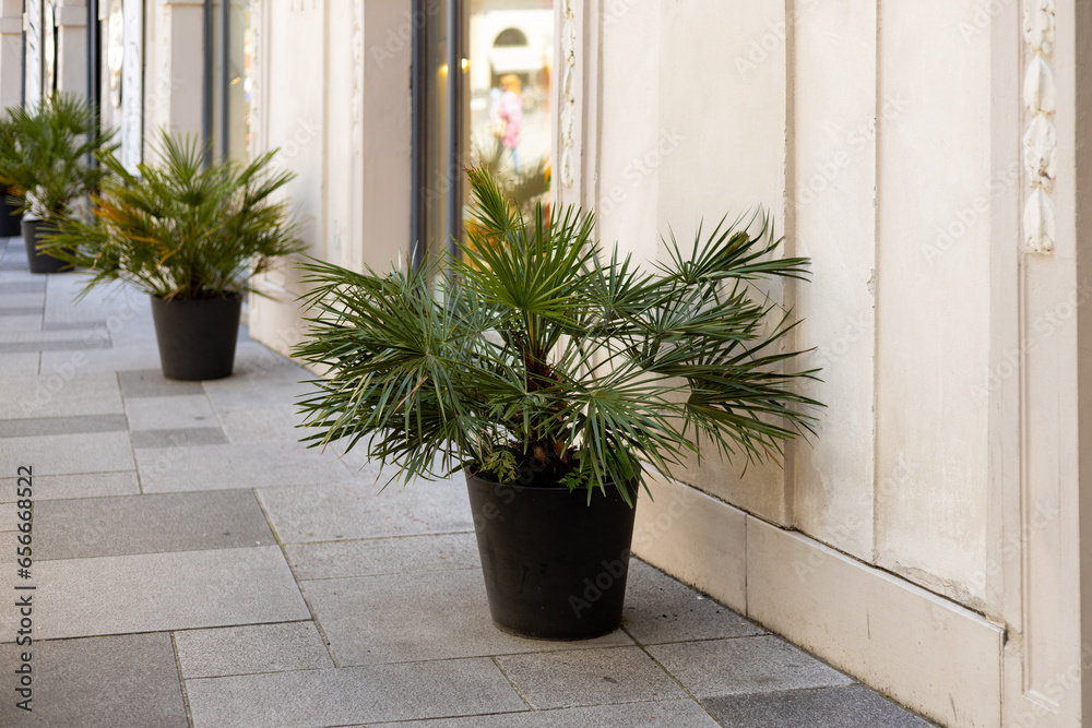 Chamaerops humilis palms in a flower pot. The concept of air pollution treatment by natural methods. Pot decoration at front of building