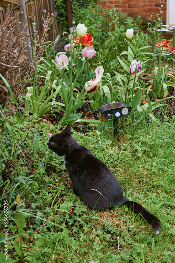 Young black and white cat sitting infront of ultrasonic cat repellent in a green garden. Young black and white cat sitting infront of ultrasonic cat repellent in a green garden.