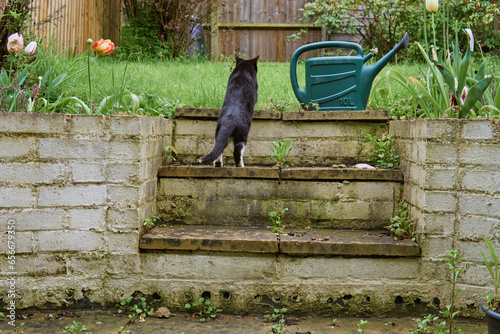 A young black and white cat is sitting on the garden stairs beside a large green watering can.