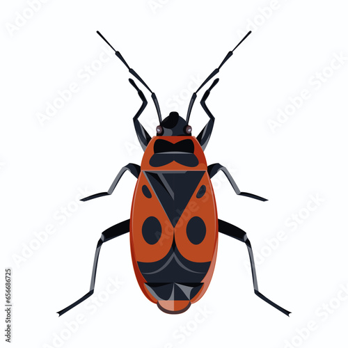 isolated image of a beetle (soldier) on a white background 