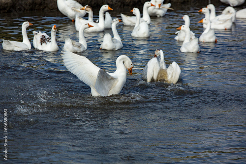 A flock of white geese swims in the water of the lake.