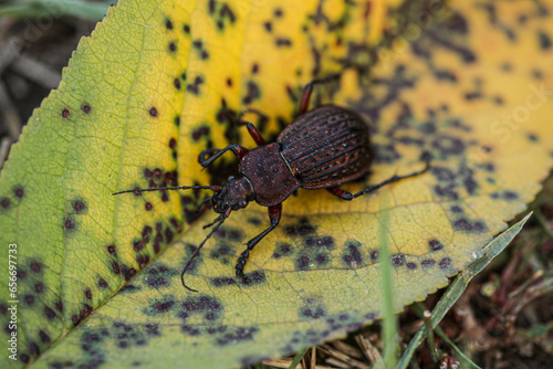 A beautiful cancellatus carabus species with a very attractive brown color, captured during the day on a leaf of the rich autumn color. photo