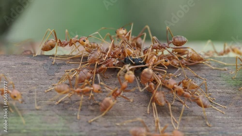 Hunting ants (Oecophylla smaragdina) on the ground