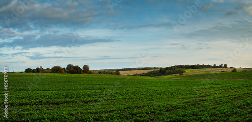 young green rapeseed field, with beautiful sky at autumn