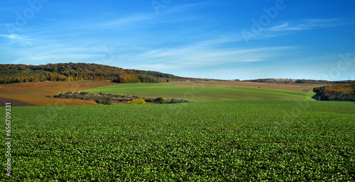 A green rapeseed field at hills against a blue sky and colorful soybean field...
