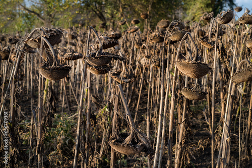 Ripened dry sunflowers in the field. Autumn agricultural landscape, food-oil ...