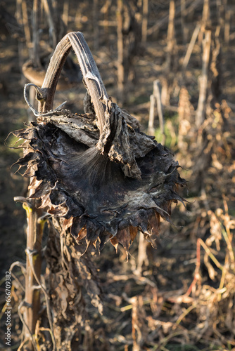 ripe dry sunflower in field waiting for harvest