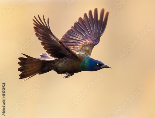 A Grackle with beautiful feather colors caught in flight at close range. photo