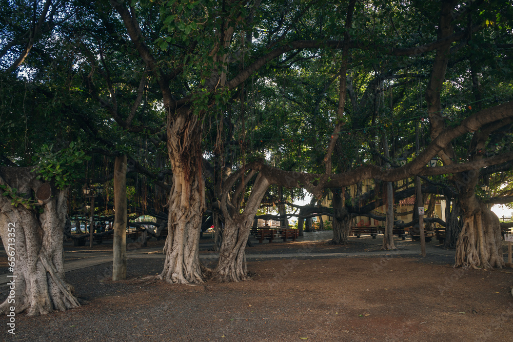 Lahaina, HI, USA - 03.09.2023 - The Worlds Largest Banyan Tree - Lahaina, HI MAUI