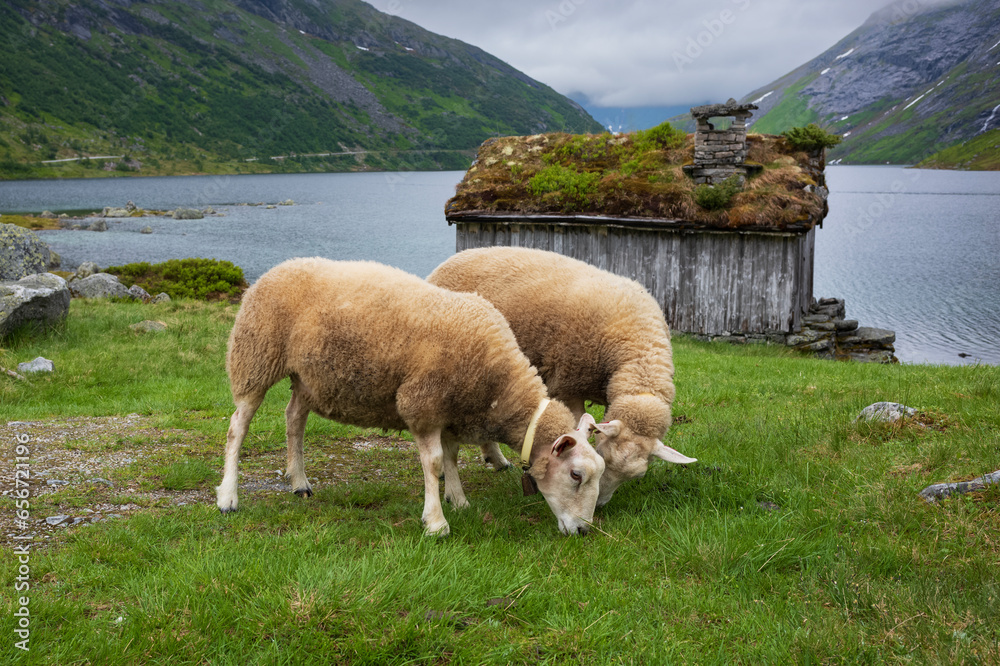 Obraz premium Sheep graze in grasses near a river along the Norwegian scenic route Gaularfjellet