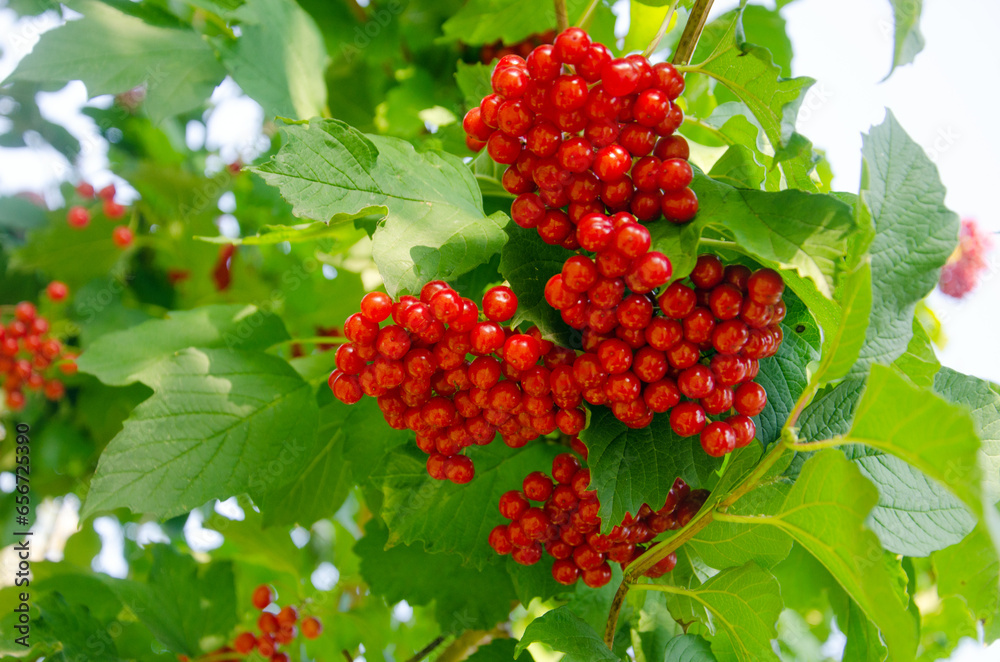 Viburnum berries, viburnum in nature, red clusters of viburnum on a background of green leaves, viburnum fruits close-up