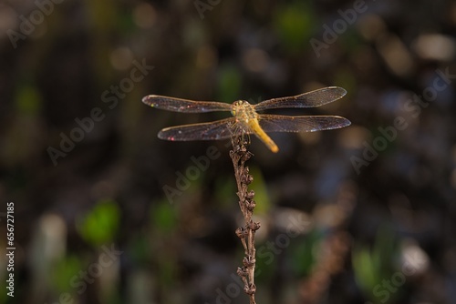 Libelle auf trockenem Grashalm