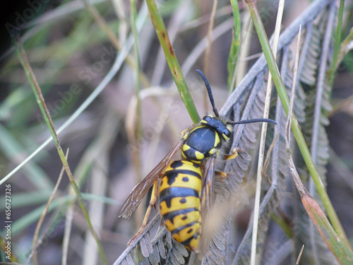 Königin der invasiven europäischen Wespe im australischen Outback.