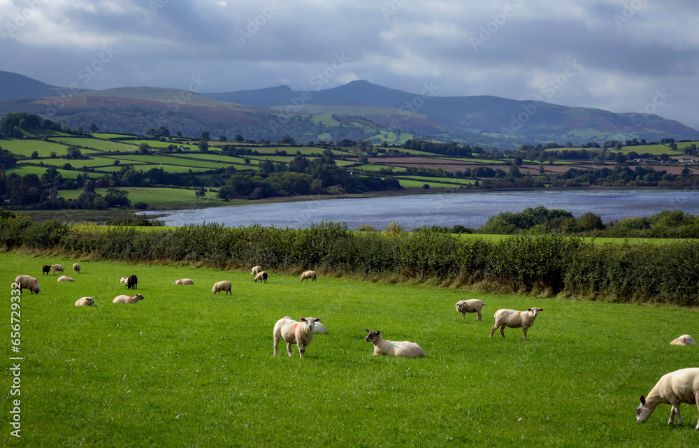 Sheep grazing in the fields around Llangorse Lake with Penyfan mountain in the background in the Brecon Beacons (Bannau Brycheiniog) National Park South Wales UK