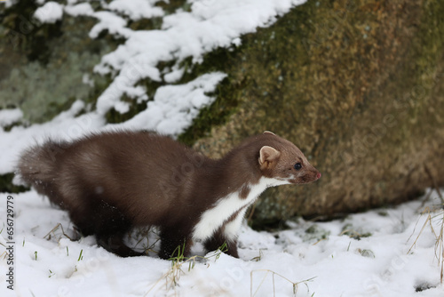 Beautiful cute forest animal. Beech marten, Martes foina, in witer forest. Small predator  in forest. Wildlife scene from Czech republic