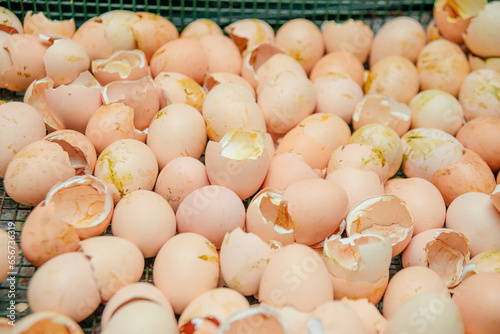 Egg shells after the birth of chicks. Young chickens have hatched from the egg, the shell is broken.