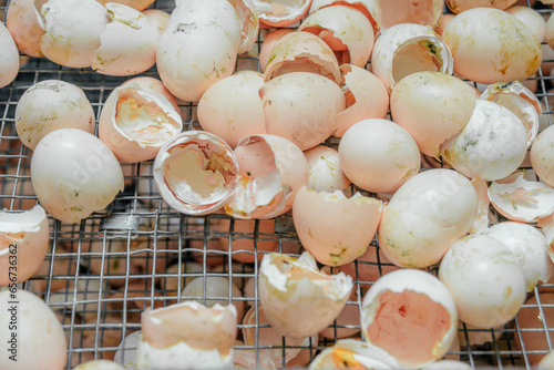 Egg shells after the birth of chicks. Young chickens have hatched from the egg, the shell is broken.