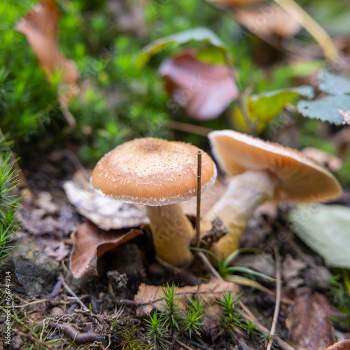 Mushrooms in the forest, close-up, selective focus.