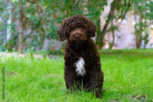 Cute brown puppy lagotto romagnolo sitting on the grass and lookicng at camera in summer. Space for text photo