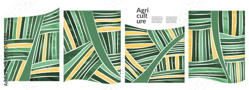 Vineyard grape abstract field winery agriculture vector illustration. Eco green retro background with texture. Farm aerial view poster, geometric map, simple garden landscape, organic rice plantation