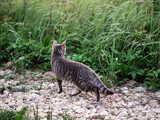 Grey color tabby cat hunting mouse in a country side. Looking for prey in tall green grass. Country cat life.
