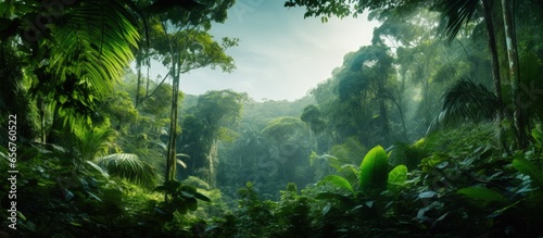 Tropical forest and eco tech Wide angle visuals for banners or ads with copyspace for text © 2rogan