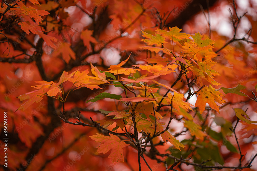 colorful bright yellow and red leaves on the trees in the fall colorful bright yellow and red leaves on the trees in the fall