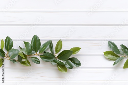 Elegance in Simplicity  Vibrant Green Leaves Against a Pristine White Wooden Background