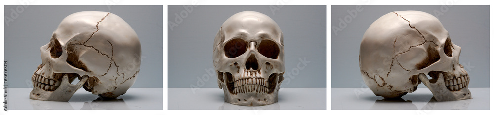 triptych of a human skull triptych of a human skull
