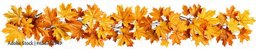 Isolated Autumn Foliage Leaves border Decoration Illustration