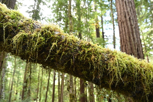 Small ferms growing in redwoods national park photo