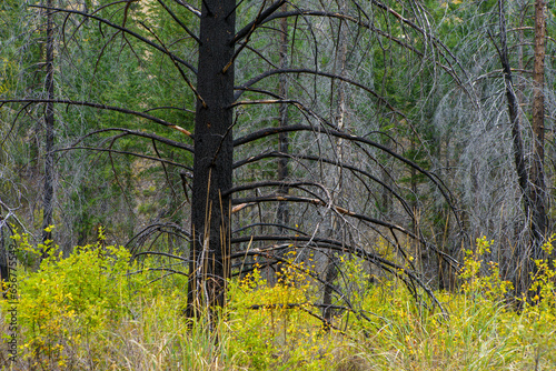 Pipestone Canyon photo