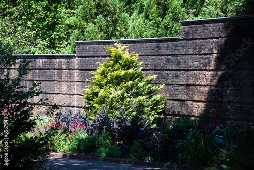 Golden hinoki cypress in the sun stand out against dark brick wall