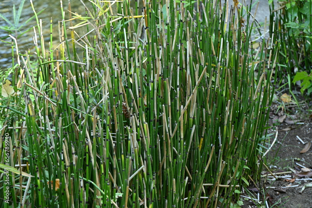 Obraz premium Equisetum hyemale in Japanese style garden. Equisetaceae evergreen pteridophytes. It grows in wetlands and has underground rhizomes that grow horizontally.